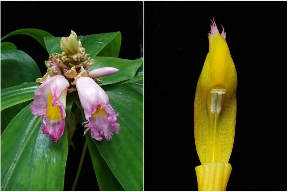 Rare spiral ginger flowers at Singapore Botanic Gardens