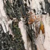 Cicada control in Tampines Changkat using light traps