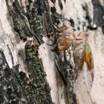 Cicada control in Tampines Changkat using light traps