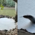 Foamy water in Pasir Ris raises pollution fears; NEA investigating, Singapore News