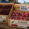 J&K Marks Maiden Export of Premium Cherries, Plums to Singapore