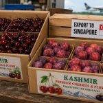 J&K Marks Maiden Export of Premium Cherries, Plums to Singapore