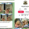 Illegal tortoises offered for sale in Singapore on TikTok and Telegram