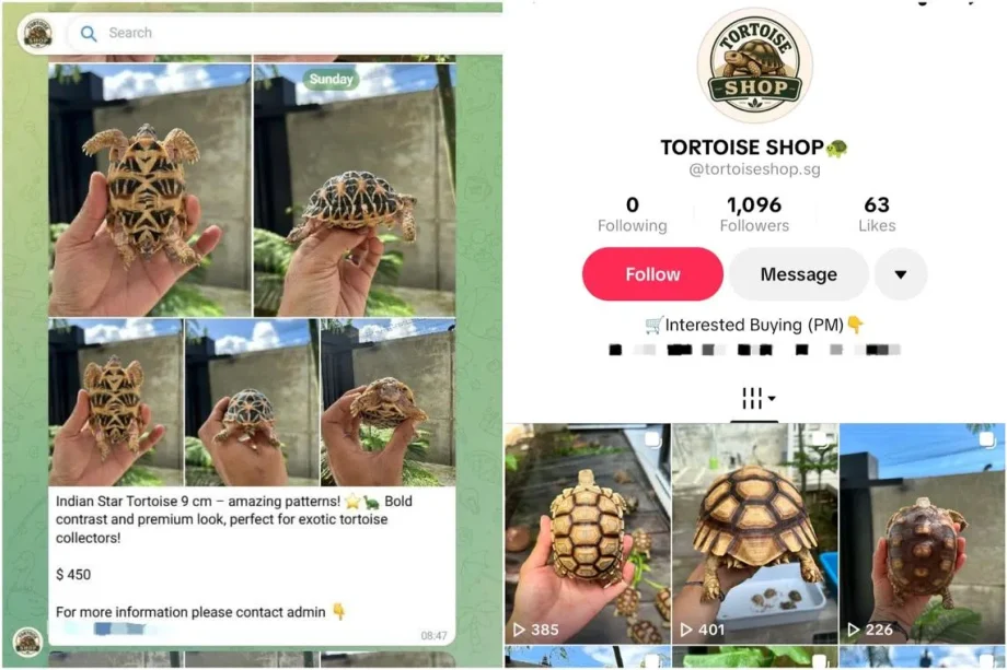 Illegal tortoises offered for sale in Singapore on TikTok and Telegram Illegal tortoises offered for sale in Singapore on TikTok and Telegram