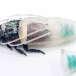 Cyborg cockroaches get underwater diving suit