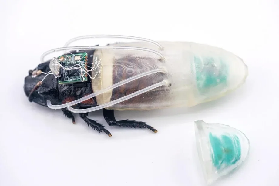 Cyborg cockroaches get underwater diving suit Cyborg cockroaches get underwater diving suit