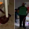 Stomper spots 2.5m snake in Braddell while on holiday