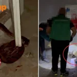 Stomper spots 2.5m snake in Braddell while on holiday