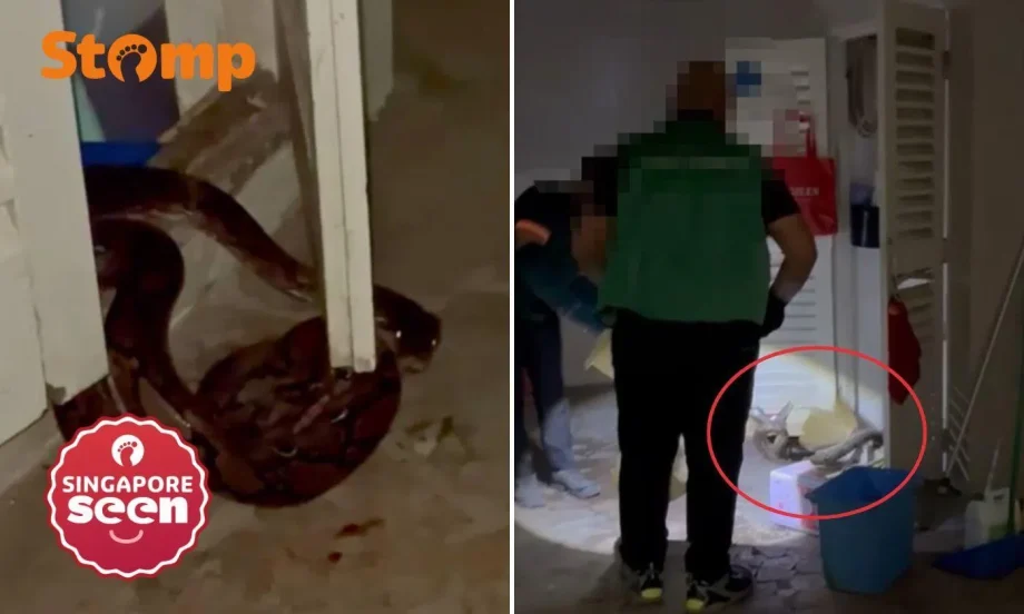 Stomper spots 2.5m snake in Braddell while on holiday