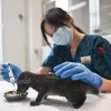 New hospital for Singapore’s native animals opens in Mandai