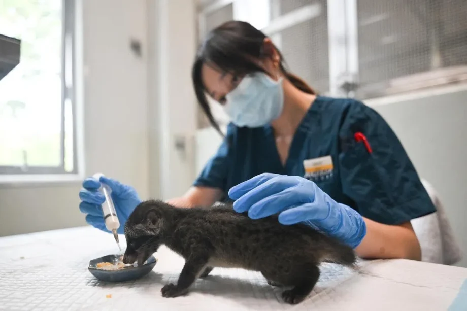 New hospital for Singapore’s native animals opens in Mandai New hospital for Singapore’s native animals opens in Mandai