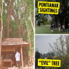 Supernatural & Sacred Trees In Singapore