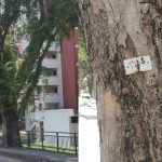 Redhill Residents Fear Mature Trees In The Neighbourhood Are Slated To Be Cut Down, After Spotting New Labels On Trees