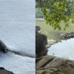 Pasir Ris Residents Concerned Over Possible Pollution After Spotting Foamy Water That This Monitor Lizard Was Soaking In