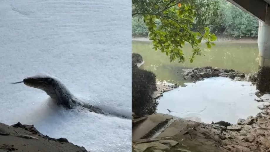 Pasir Ris Residents Concerned Over Possible Pollution After Spotting Foamy Water That This Monitor Lizard Was Soaking In Pasir Ris Residents Concerned Over Possible Pollution After Spotting Foamy Water That This Monitor Lizard Was Soaking In