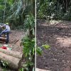 Contractor, supervisor get conditional warning over Lower Peirce Reservoir tree clearance: NParks