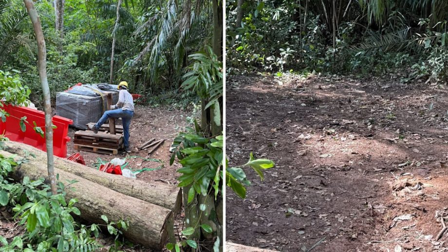 Contractor, supervisor get conditional warning over Lower Peirce Reservoir tree clearance: NParks Contractor, supervisor get conditional warning over Lower Peirce Reservoir tree clearance: NParks