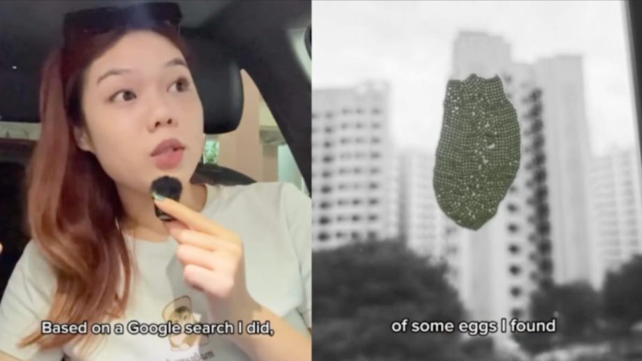 SG Content Creator Horrified By Creepy Cluster Of Moth Eggs On The Window Of Her Yishun Flat SG Content Creator Horrified By Creepy Cluster Of Moth Eggs On The Window Of Her Yishun Flat