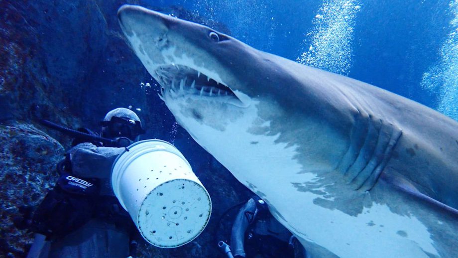 Singapore Oceanarium launches new behind-the-scenes shark feeding experience Singapore Oceanarium launches new behind-the-scenes shark feeding experience