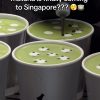 @girldevours  Black Tree  01-26 313@somerset can’t wait to see it in SG!!   #sgt…