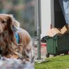 Owner horrified to find beloved dog’s body dumped into rubbish bin after paying for pet cremation, Singapore News