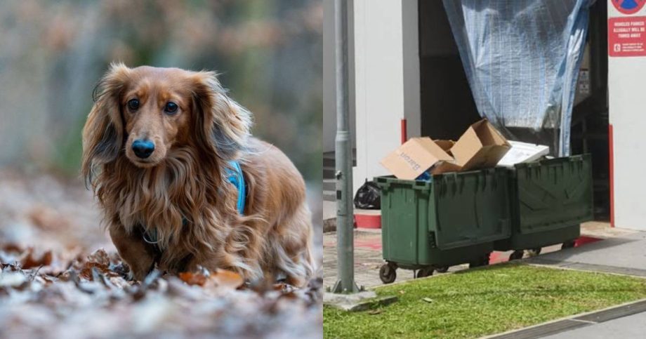Owner horrified to find beloved dog’s body dumped into rubbish bin after paying for pet cremation, Singapore News