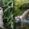 ‘Goodbye, Pasha’: Night Safari’s white Bengal tiger euthanised after cancer battle , Singapore News