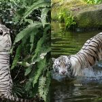 ‘Goodbye, Pasha’: Night Safari’s white Bengal tiger euthanised after cancer battle , Singapore News