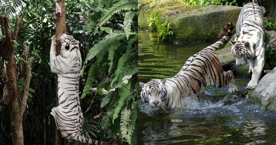 ‘Goodbye, Pasha’: Night Safari’s white Bengal tiger euthanised after cancer battle , Singapore News ‘Goodbye, Pasha’: Night Safari’s white Bengal tiger euthanised after cancer battle , Singapore News