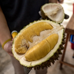 Malaysia’s Melaka to promote Musang King, Black Thorn in push to become durian tourism hub Malaysia’s Melaka to promote Musang King, Black Thorn in push to become durian tourism hub
