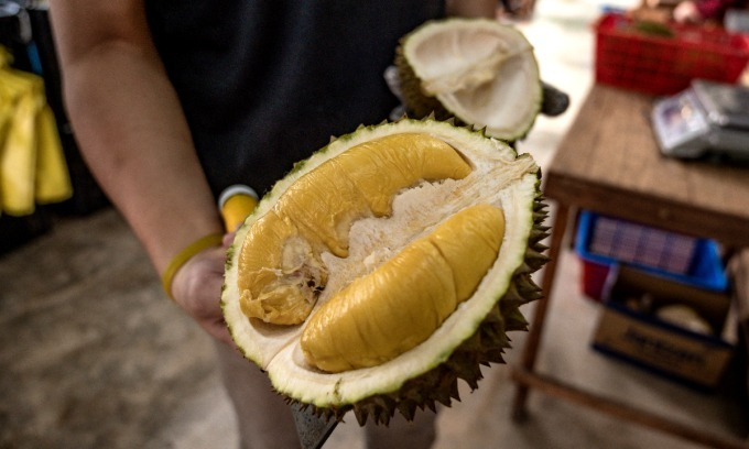 Malaysia’s Melaka to promote Musang King, Black Thorn in push to become durian tourism hub Malaysia’s Melaka to promote Musang King, Black Thorn in push to become durian tourism hub