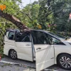 Tree falls on MPV in Dempsey, trapping driver