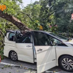 Tree falls on MPV in Dempsey, trapping driver