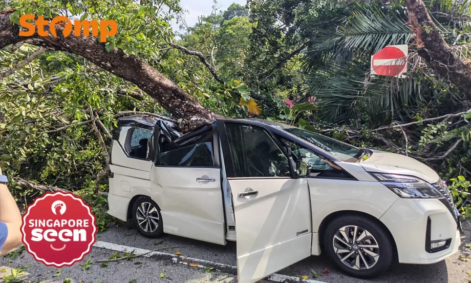 Tree falls on MPV in Dempsey, trapping driver