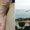 Sentosa beach fun cut short by black substance
