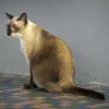 Over 111,000 pet cats licensed since start of new ownership rules; transition period ends on Aug 31