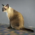 Over 111,000 pet cats licensed since start of new ownership rules; transition period ends on Aug 31
