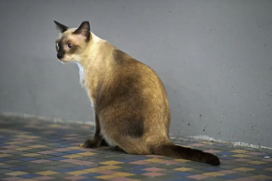Over 111,000 pet cats licensed since start of new ownership rules; transition period ends on Aug 31