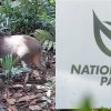 NParks sued over alleged wild boar attack that left woman with permanent hand disability, Singapore News