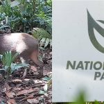 NParks sued over alleged wild boar attack that left woman with permanent hand disability, Singapore News
