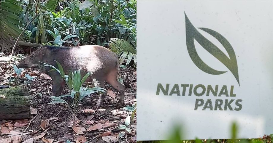 NParks sued over alleged wild boar attack that left woman with permanent hand disability, Singapore News NParks sued over alleged wild boar attack that left woman with permanent hand disability, Singapore News