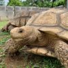Turtle museum in Yishun reopens after over a year, relocation cost more than m, Lifestyle News