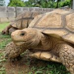 Turtle museum in Yishun reopens after over a year, relocation cost more than m, Lifestyle News