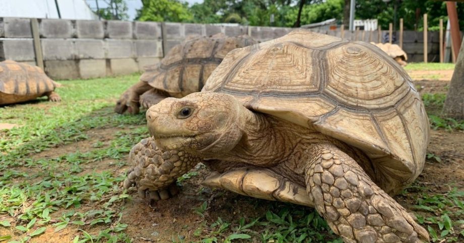Turtle museum in Yishun reopens after over a year, relocation cost more than m, Lifestyle News Turtle museum in Yishun reopens after over a year, relocation cost more than m, Lifestyle News