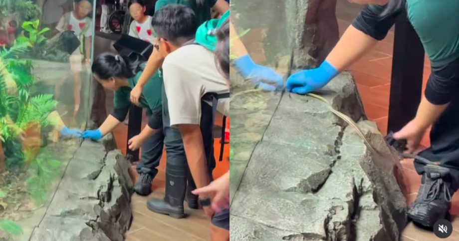 ‘My heart skipped a beat’: Mandai employees capture wild snake seen slithering outside exhibit, Singapore News ‘My heart skipped a beat’: Mandai employees capture wild snake seen slithering outside exhibit, Singapore News