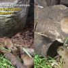 ‘A whole lot cuter’: Mandai welcomes 4 capybara pups, Singapore News