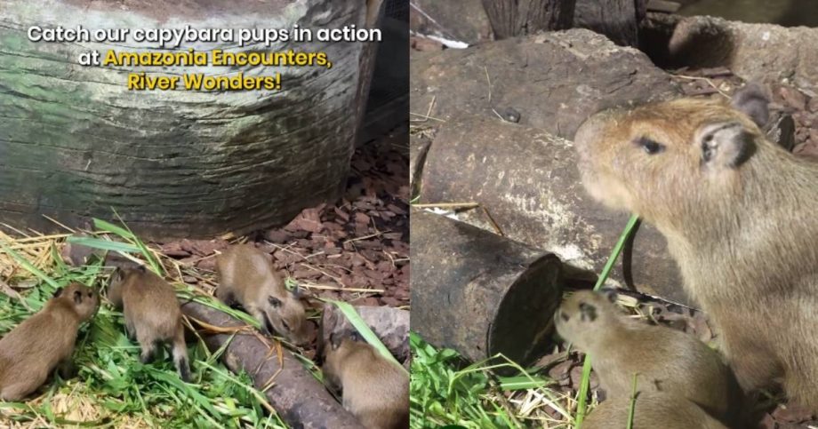 ‘A whole lot cuter’: Mandai welcomes 4 capybara pups, Singapore News ‘A whole lot cuter’: Mandai welcomes 4 capybara pups, Singapore News