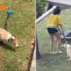 Corgi allegedly left in sun at Seletar condo raises concerns