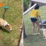 Corgi allegedly left in sun at Seletar condo raises concerns