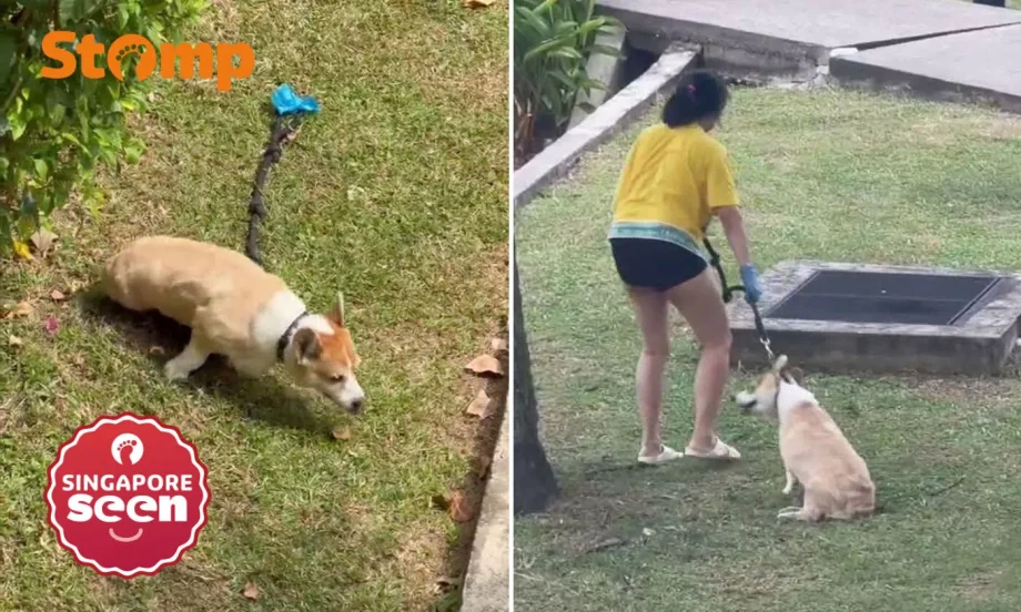 Corgi allegedly left in sun at Seletar condo raises concerns Corgi allegedly left in sun at Seletar condo raises concerns
